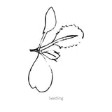 Black line drawing of Amethyst Cauliflower seedling on a white background