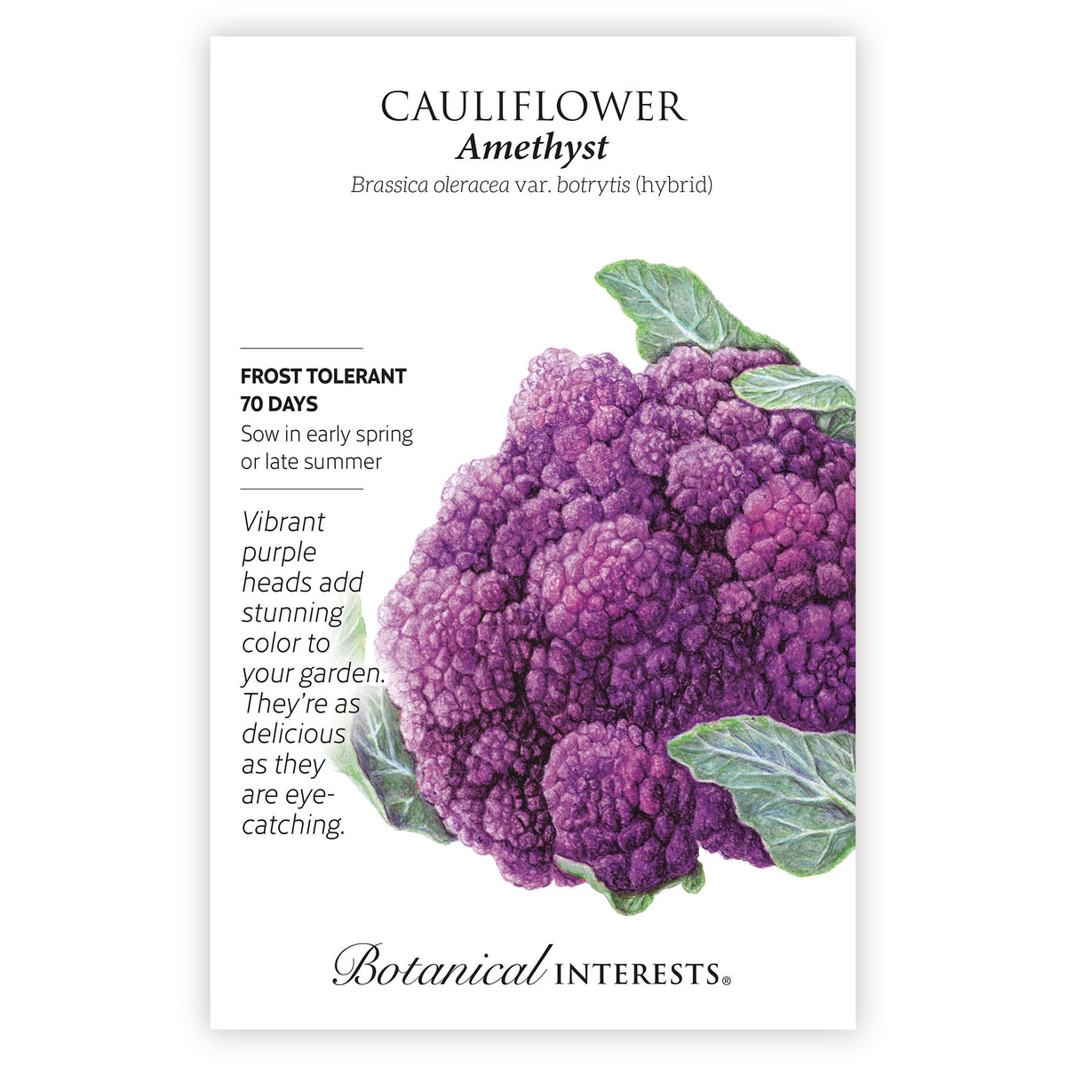 Seed packet for Botanical Interests Cauliflower Amethyst with purple cauliflower illustration and growing information.