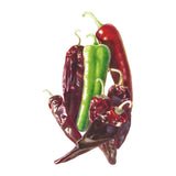 Illustration of red and green Durango Mirasol/Guajillo Chile Peppers on a white background