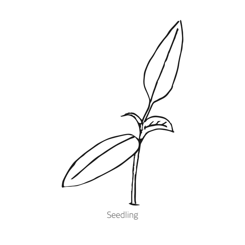Line drawing of Durango Mirasol/Guajillo Chile Pepper seedling with 'Seedling' text. 