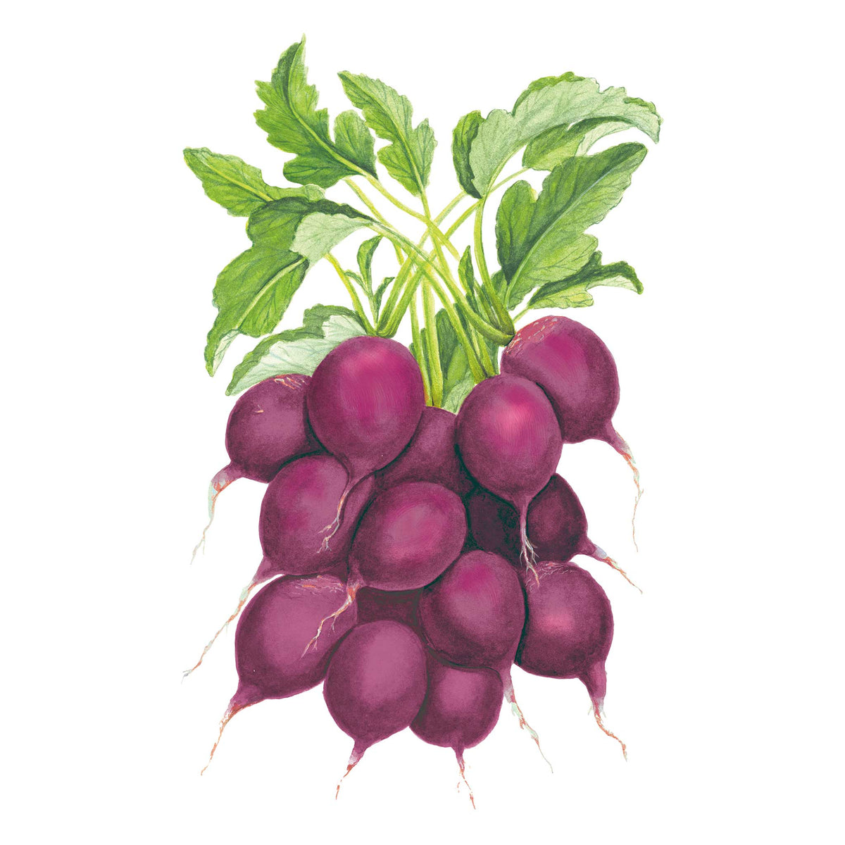 Illustration of purple Purple Plum Radishes with green leaves on a white background