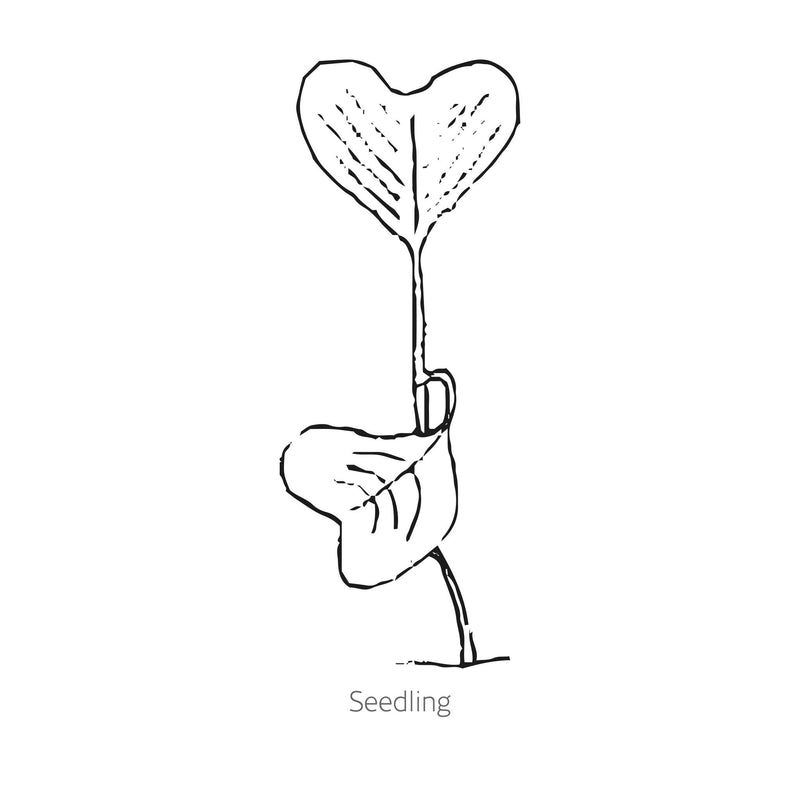 Simple black line drawing of Purple Plum Radish seedling on a white background