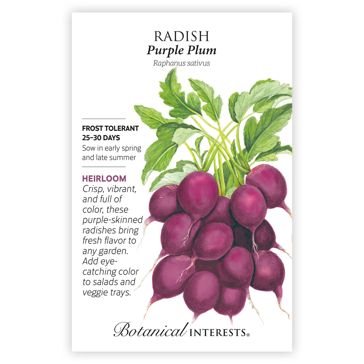 Seed packet for Radish Purple Plum with illustration and botanical information on a white background