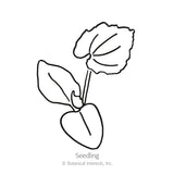 Black and white botanical line drawing of a young plant seedling with 'Seedling' and '© Botanical Interests, Inc.' text below
