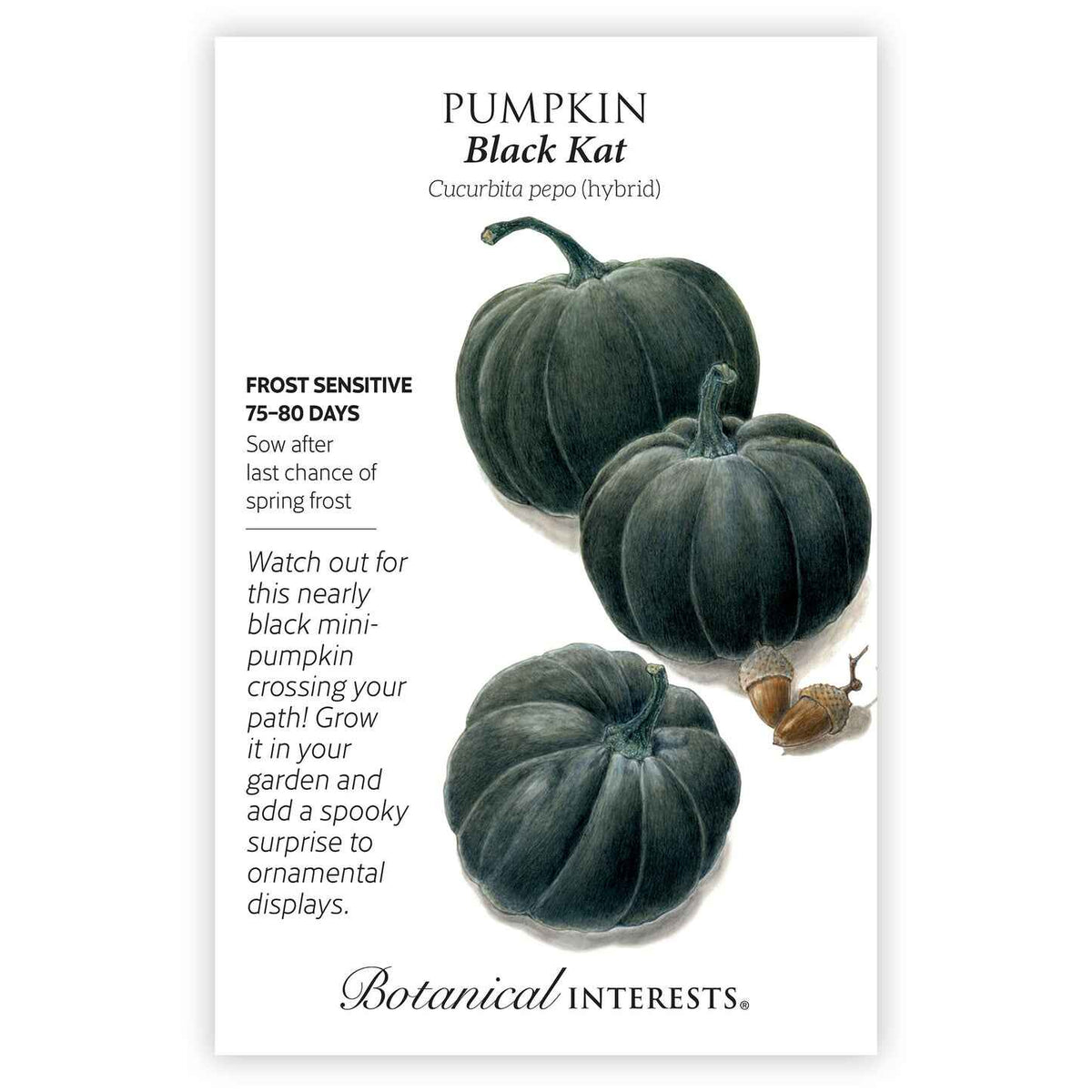 Seed packet for Black Kat Pumpkin illustrating three ribbed, near-black mini pumpkins with an acorn and snail, alongside text noting it's frost sensitive, matures in 75–80 days, and describes its spooky appeal for ornamental garden displays.