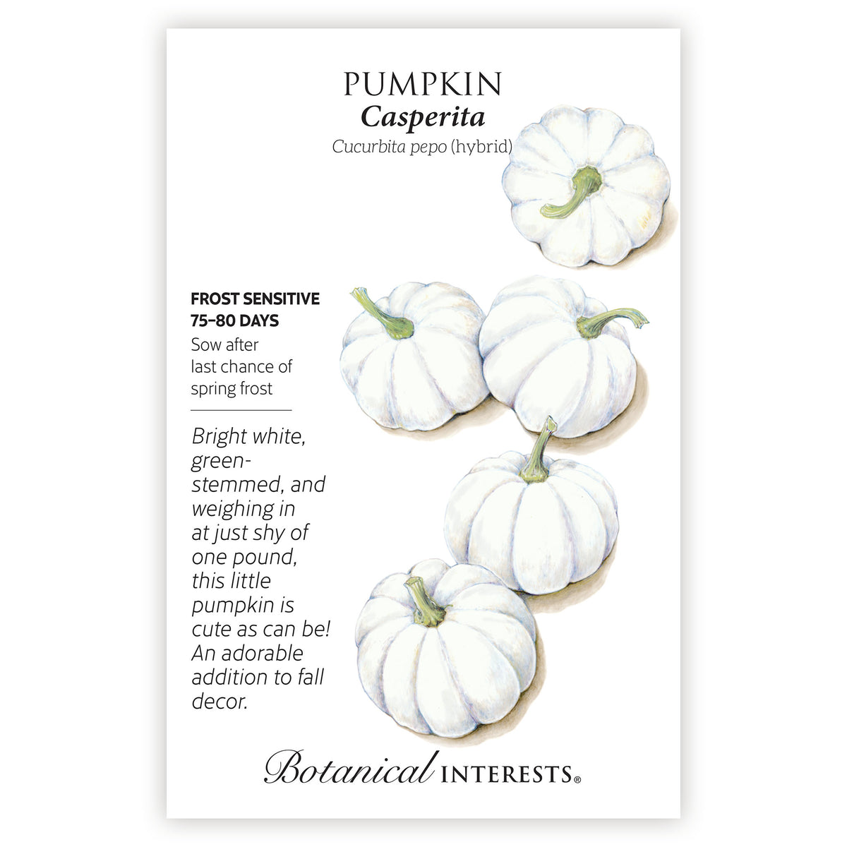 Seed packet for Casperita Pumpkin featuring an illustration of five small, ribbed, bright white pumpkins with curved green stems, alongside text noting frost sensitivity, a 75-80 day growing period, and sowing after last frost.