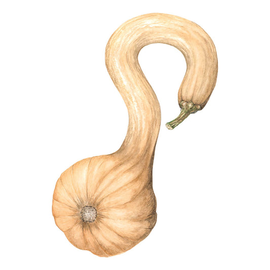 Pennsylvania Dutch Crookneck Winter Squash with a curved neck on a white background
