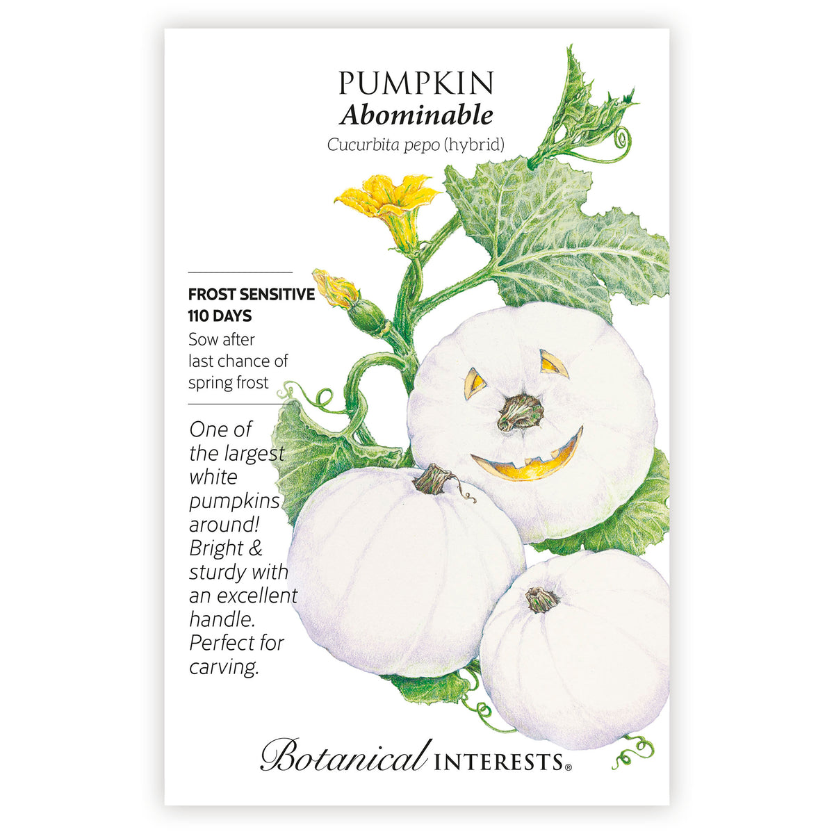 Pumpkin Abominable seed packet with illustrations and botanical information on a white background
