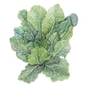 Detailed botanical illustration of leafy, green Top Bunch 2.0 collard greens with prominent veins, isolated on a white background.