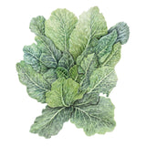 Detailed botanical illustration of leafy, green Top Bunch 2.0 collard greens with prominent veins, isolated on a white background.