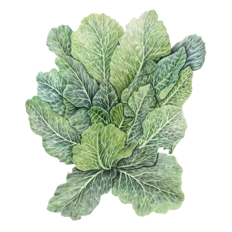 Detailed botanical illustration of leafy, green Top Bunch 2.0 collard greens with prominent veins, isolated on a white background.
