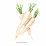 Illustration of two freshly harvested cream-colored Javelin parsnips with leafy green tops, featuring the Botanical Interests LLC copyright logo below on a plain white background.