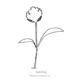 Line drawing of a Javelin Parsnip seedling with 'Seedling' text and Botanical Interests LLC logo.