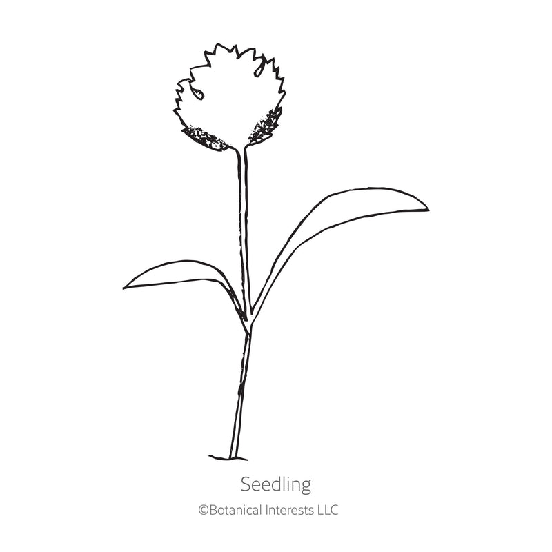 Line drawing of a Javelin Parsnip seedling with 'Seedling' text and Botanical Interests LLC logo.