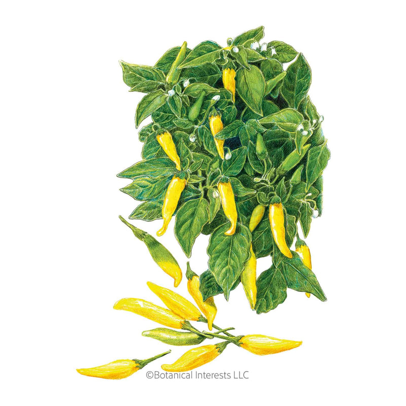 Illustration of bright yellow Lemon Drop chile peppers growing on a leafy green plant with white flowers, isolated on a white background.