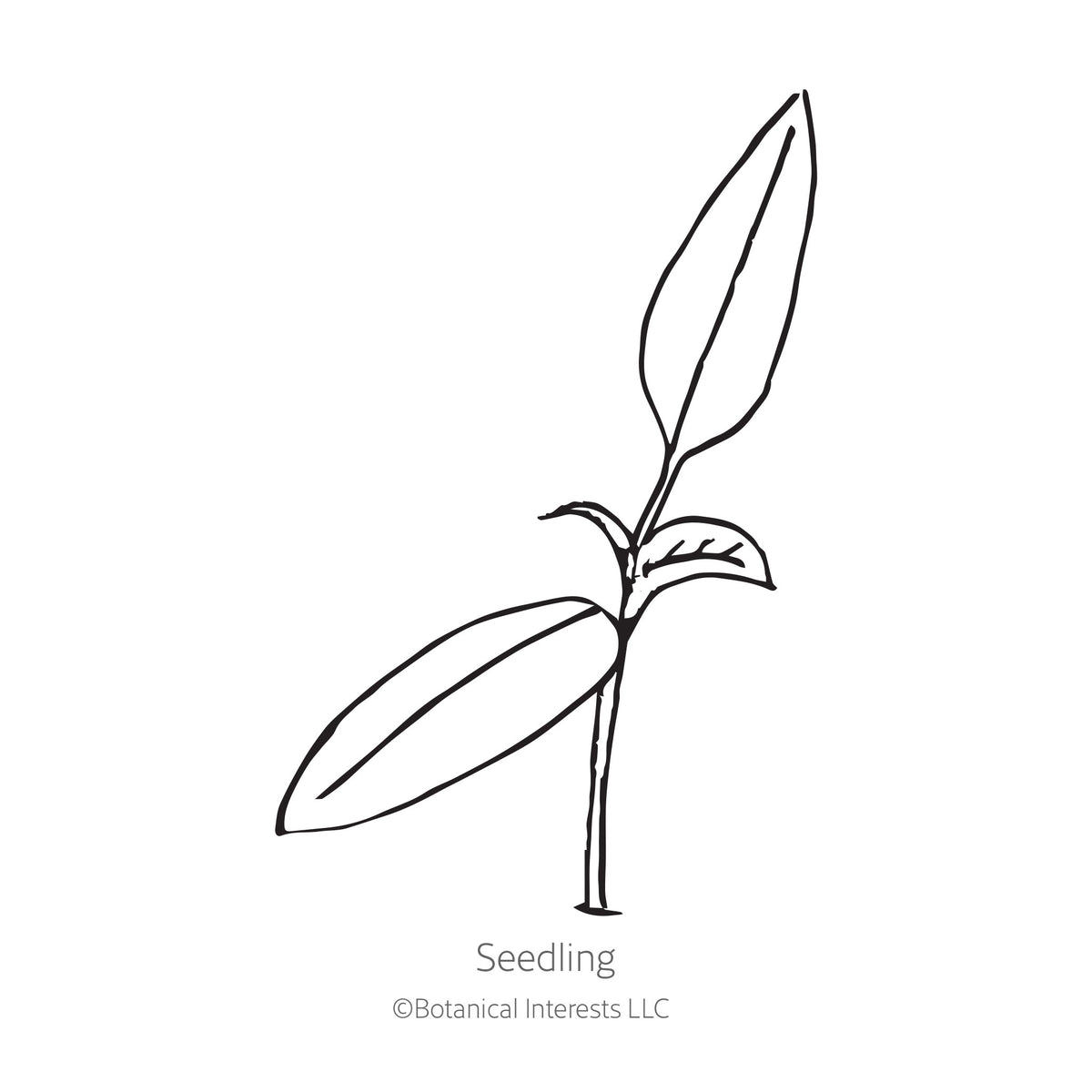 Black and white sketch of a pepper seedling plant with Botanical Interests branding