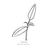 Black and white sketch of a pepper seedling plant with Botanical Interests branding