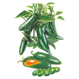 Botanical illustration of Megatron jalapeño peppers on a leafy stem above whole and sliced pods, showing glossy dark green skin, one fruit ripening orange inside, and cross-sections revealing seed cavities.