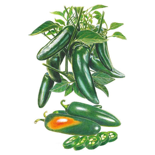 Botanical illustration of Megatron jalapeño peppers on a leafy stem above whole and sliced pods, showing glossy dark green skin, one fruit ripening orange inside, and cross-sections revealing seed cavities.
