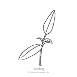 Line drawing of a young seedling with a slender stem and two elongated leaves branching outward, labeled 