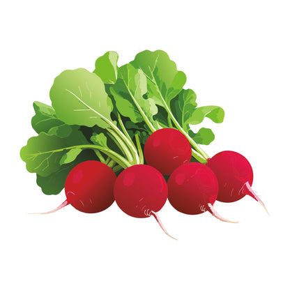 Illustration of Cherry Belle Radish with green leaves on a white background