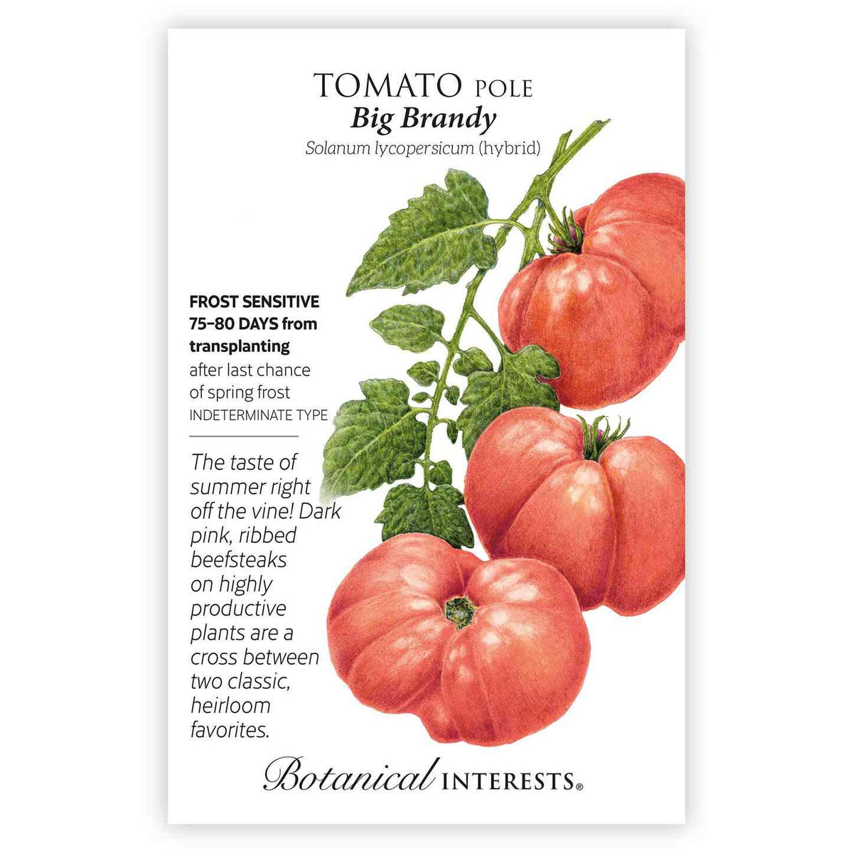 Front of a Botanical Interests "Tomato Pole Big Brandy" seed packet displaying botanical illustrations of large dark pink, ribbed tomatoes on leafy vines on a white background.
