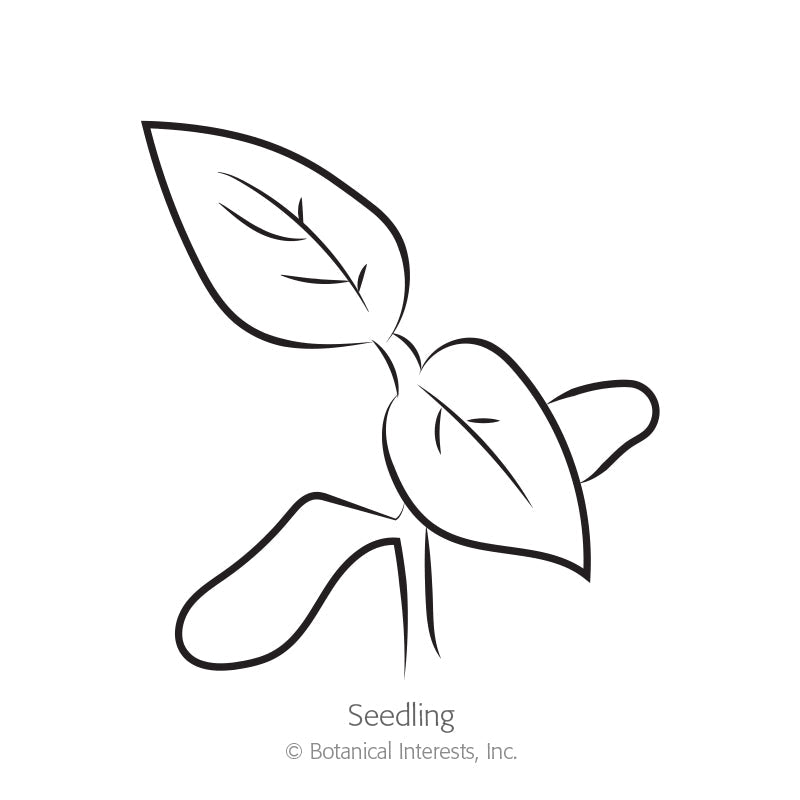Line drawing of a young seedling with two rounded cotyledon leaves and a pair of pointed true leaves emerging above, labelled 