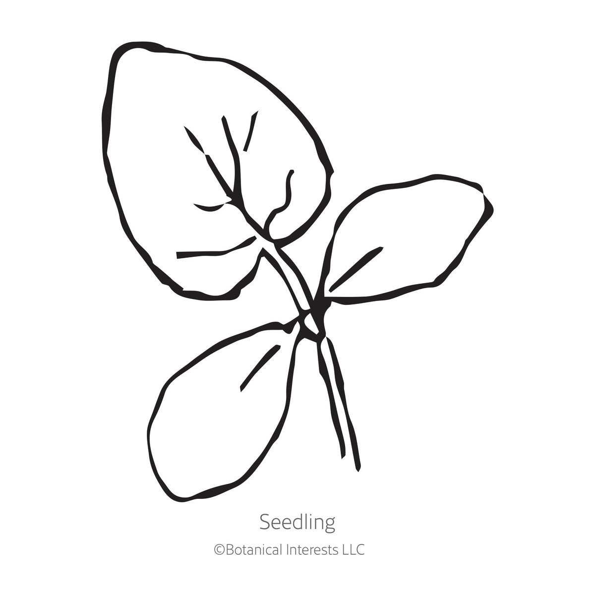 Black and white line drawing illustration of a young cucumber seedling plant with broad rounded leaves, labeled "Seedling" with the Botanical Interests LLC copyright logo below, isolated on a plain white background.