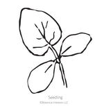 Black and white line drawing illustration of a young cucumber seedling plant with broad rounded leaves, labeled 
