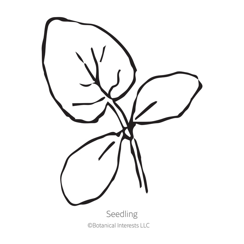 Black and white line drawing illustration of a young cucumber seedling plant with broad rounded leaves, labeled 