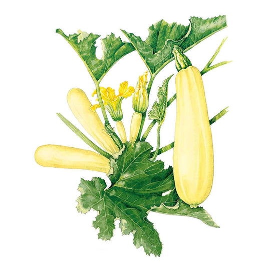 Illustration of smooth, pale yellow Chiffon summer squash growing on leafy green vines, including whole straightneck squashes and a cross-section showing pale flesh and seeds, isolated on a white background.