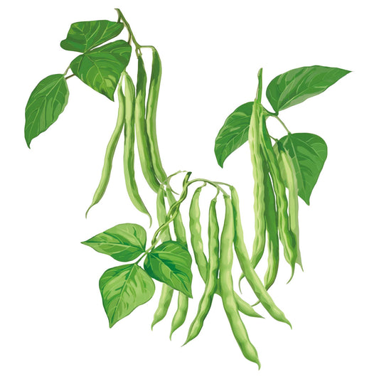 Illustration of Calima Bush Bean with leaves on a white background
