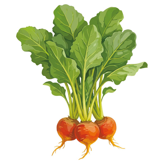 Illustration of Golden Detroit Beet with green leaves on a white background