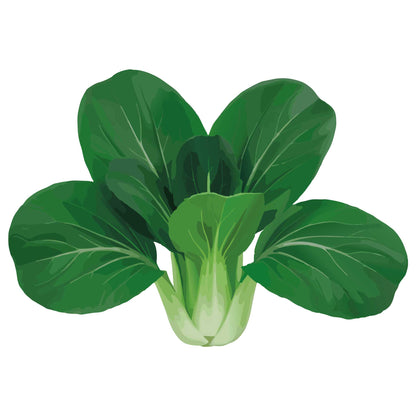 Illustration of a green leafy Ewok Bok Choy on a white background