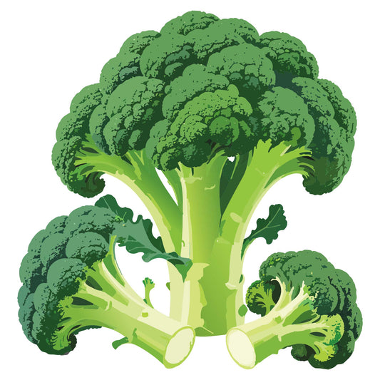 Illustration of Marathon Broccoli on a white background