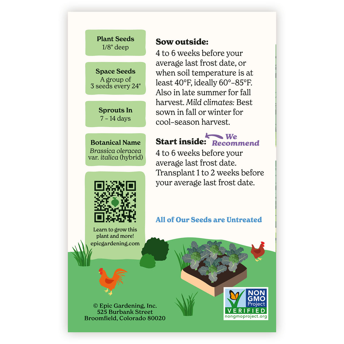 Marathon Broccoli Seed packet with gardening instructions and plant information on a white background