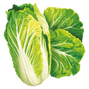 Illustration of a Wawa Tsai Napa Cabbage on a white background