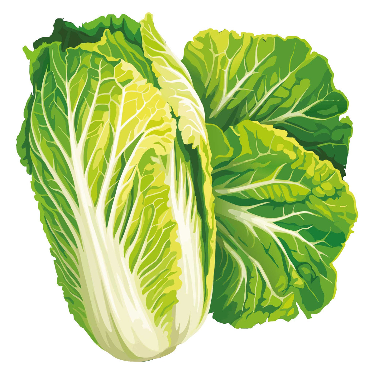 Illustration of a Wawa Tsai Napa Cabbage on a white background