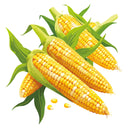 Illustration of Quick Start Sweet Corn on the cob with green leaves on a white background