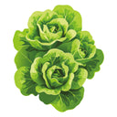 Illustration of two Capitaine Butter Lettuce on a white background