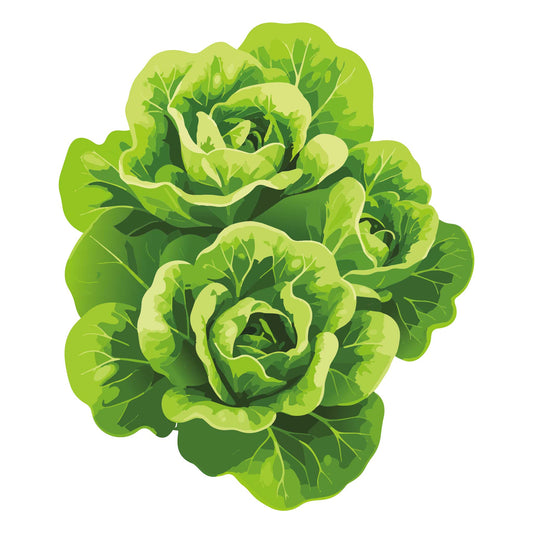 Illustration of two Capitaine Butter Lettuce on a white background