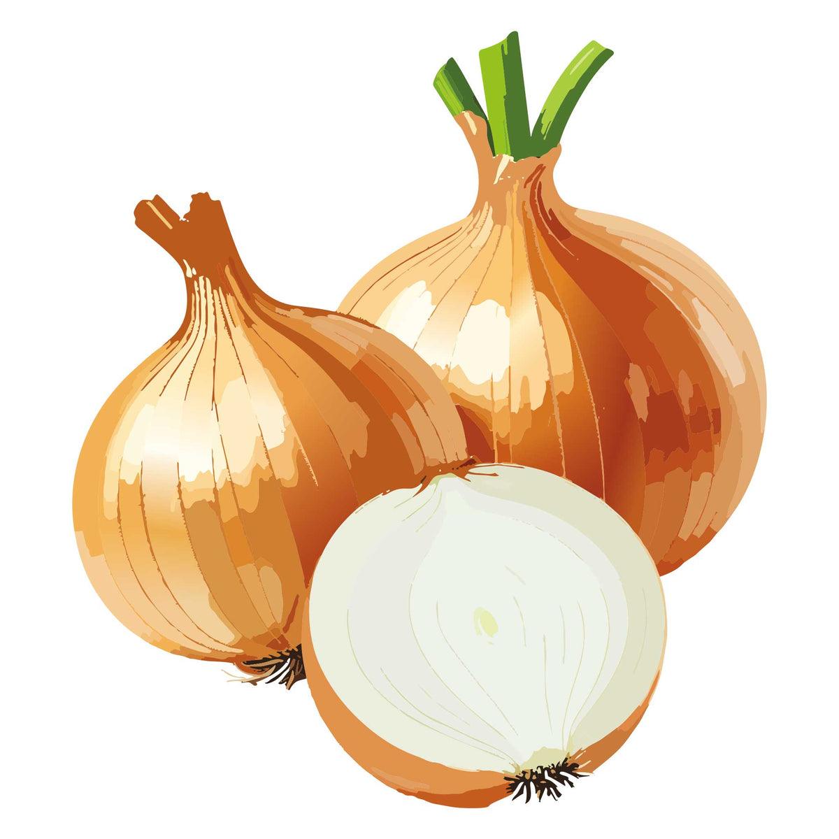 Three Texas Early Grano Yellow Onions with one cut in half on a white background