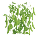 Illustration of Caseload Shelling pea plants with pods on a white background