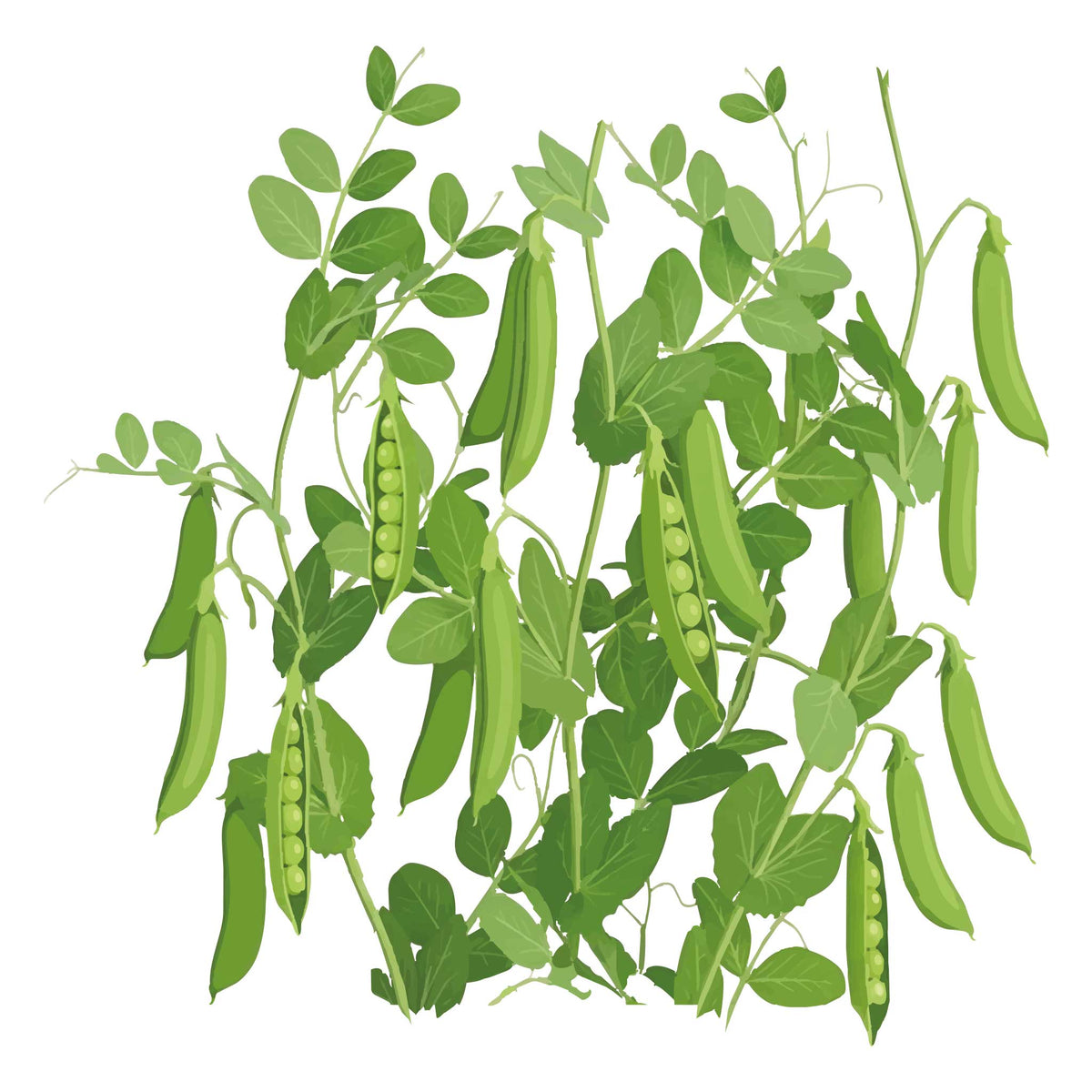 Illustration of Caseload Shelling pea plants with pods on a white background