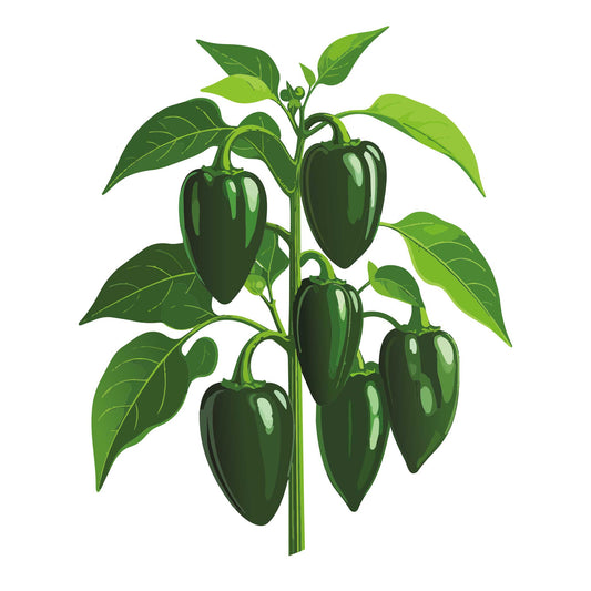 Illustration of Ancho Ranchero Chile Peppers on a white background