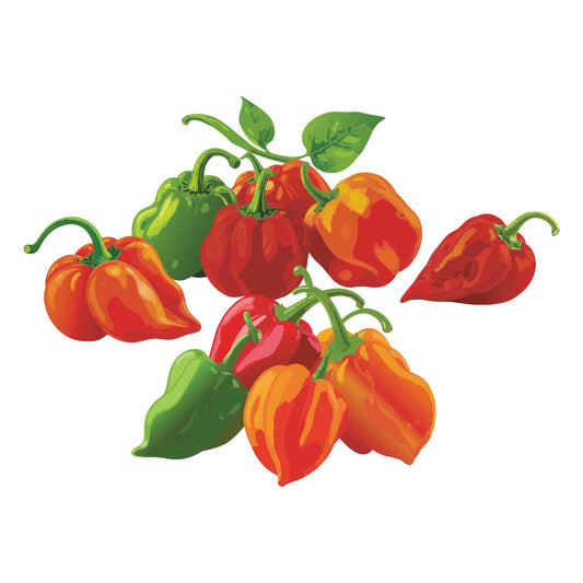 Illustration of red and green Habanero Blend Chile Pepper on a white background