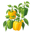 Illustration of yellow and green Sunbright Sweet Pepper on a white background