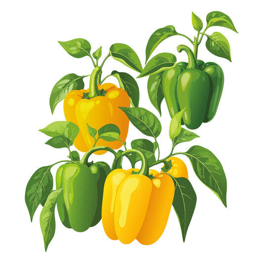 Illustration of yellow and green Sunbright Sweet Pepper on a white background