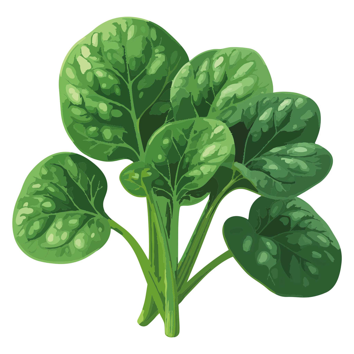 Illustration of a bunch Jeep Spinach leaves on a white background