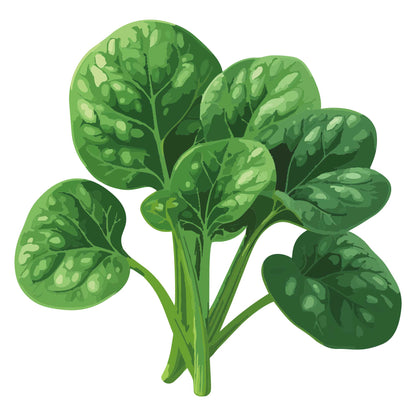 Illustration of a bunch Jeep Spinach leaves on a white background